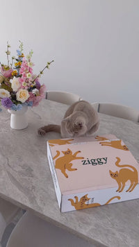 Unboxing croquettes Ziggy sans céréales pour chat stérilisé, gamme poulet et saumon 1kg