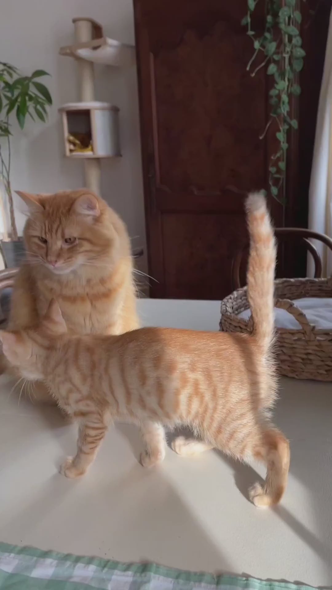 Chaton Ziggy, pâtée sans amidon pour chaton en pleine croissance