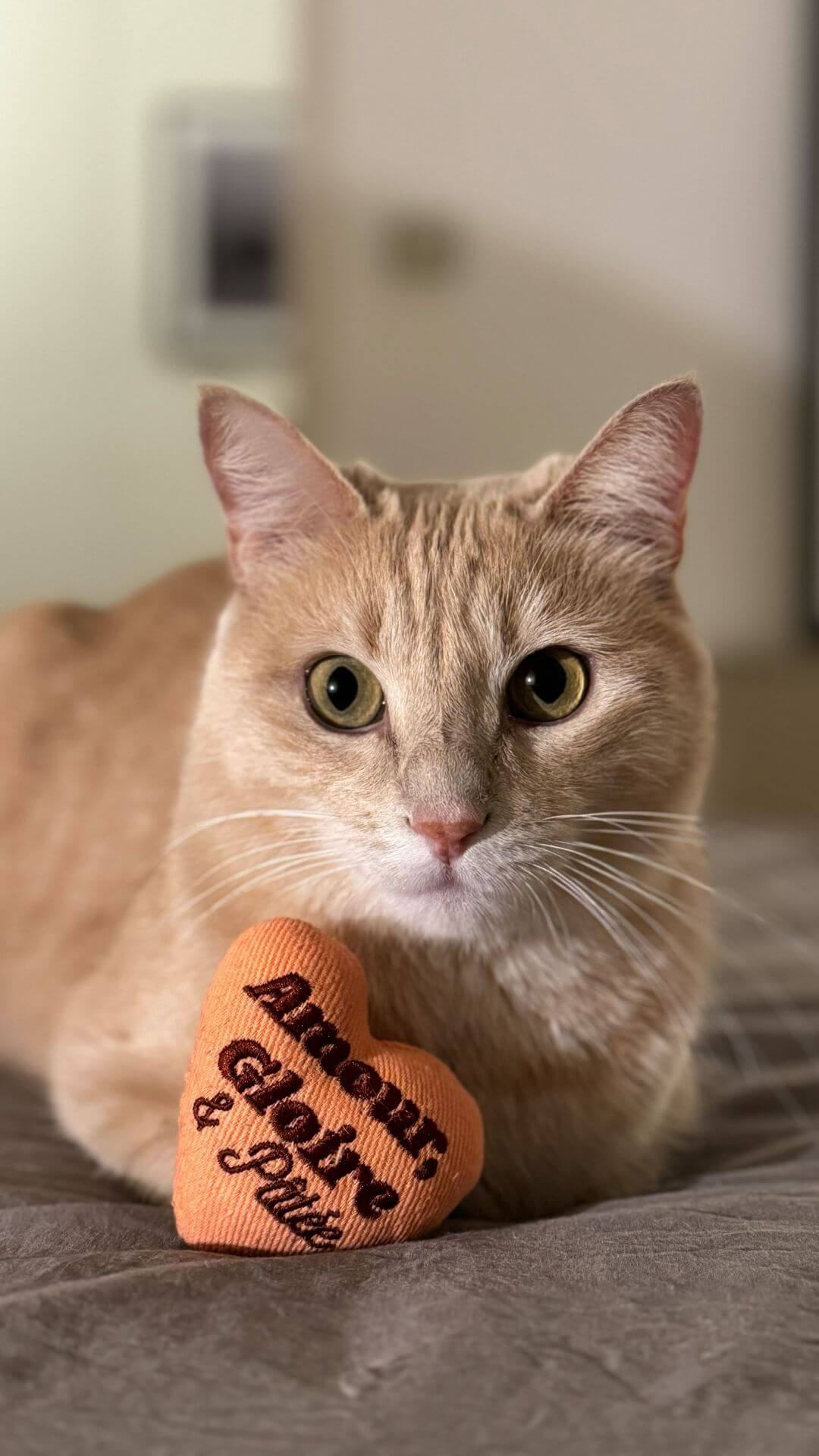Chats adultes qui jouent avec les peluches pour chat Ziggy