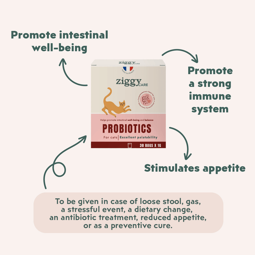Benefits of Ziggy Probiotic Supplement for cats – digestive health support