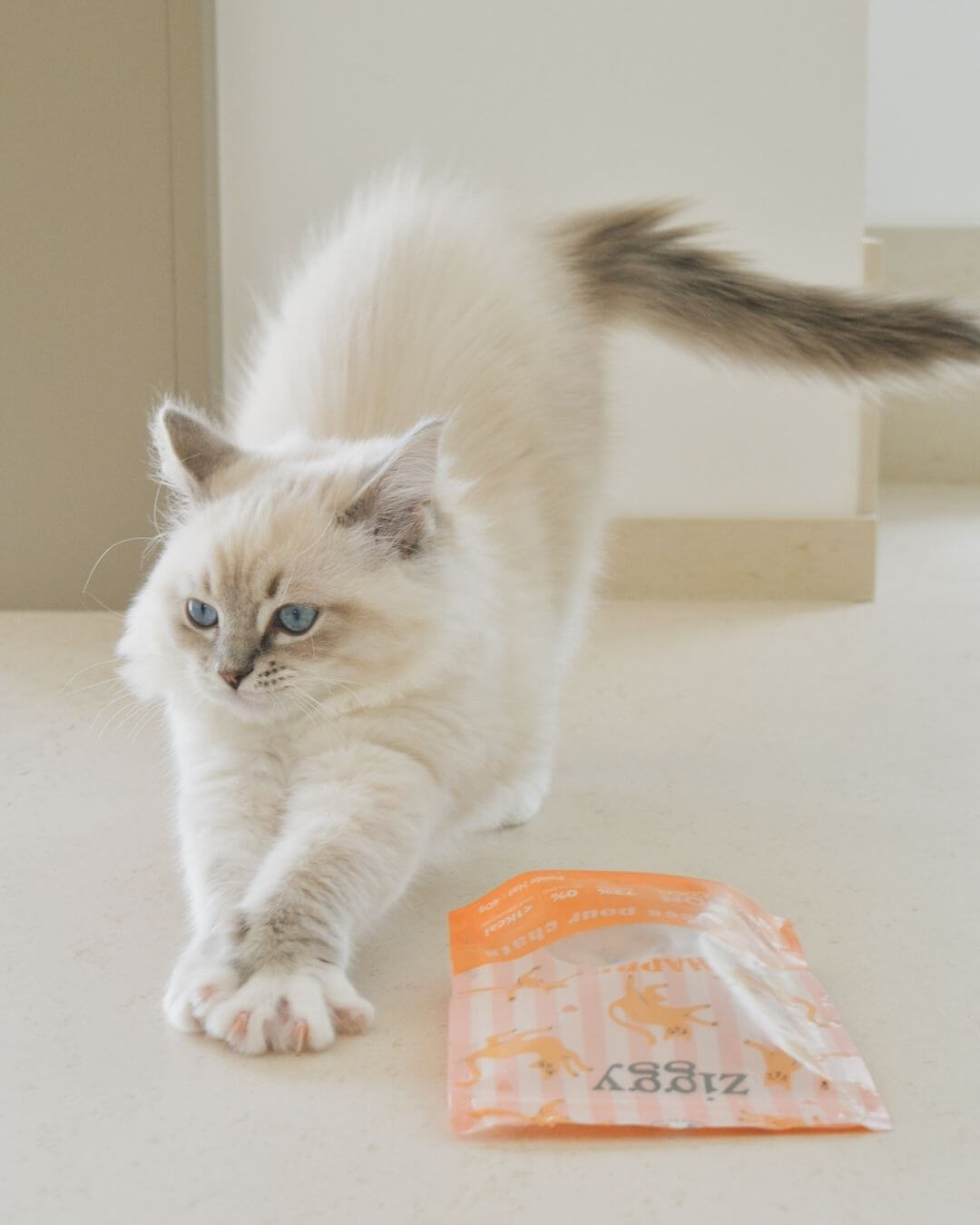 Friandises Ziggy pour chat, chaton blanc debout en train de jouer avec l'emballage