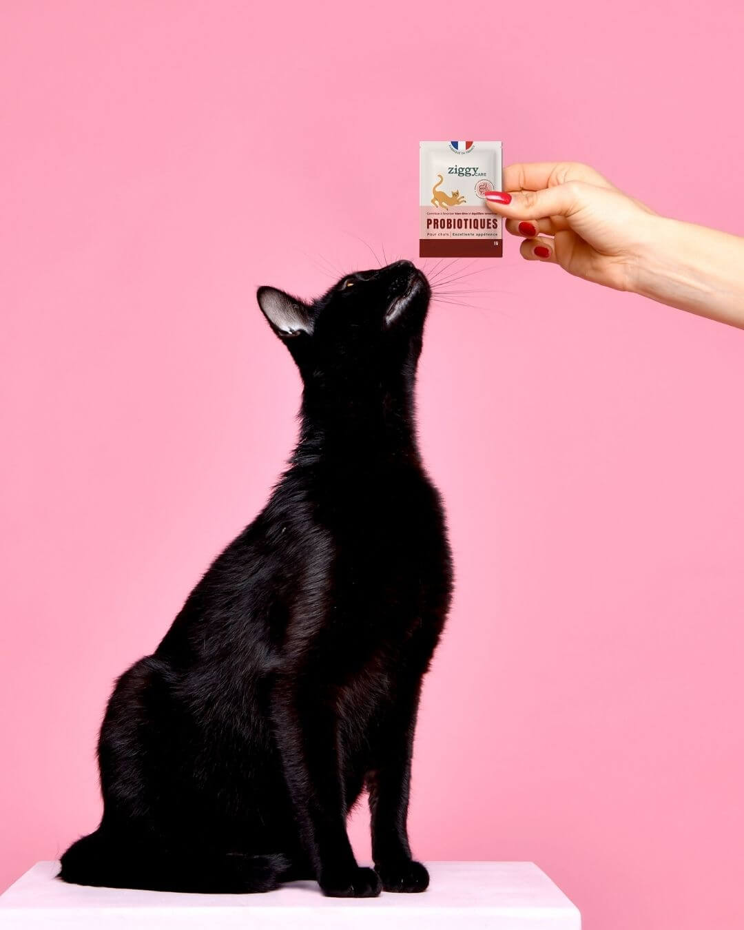 Probiotiques Ziggy 30 sachets, mise en situation avec un chat
