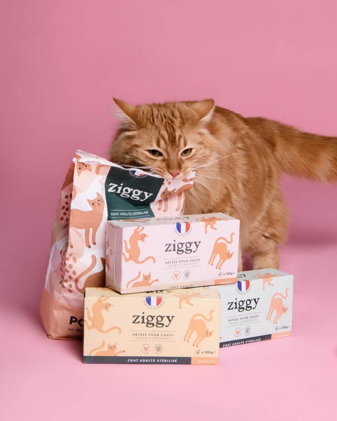 Coffret Ziggy Stérilisé Poulet, chat posé à côté du coffret