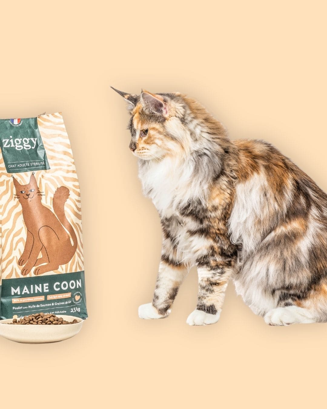 Croquettes Ziggy Maine Coon Poulet sans céréales, vue de profil avec le chat