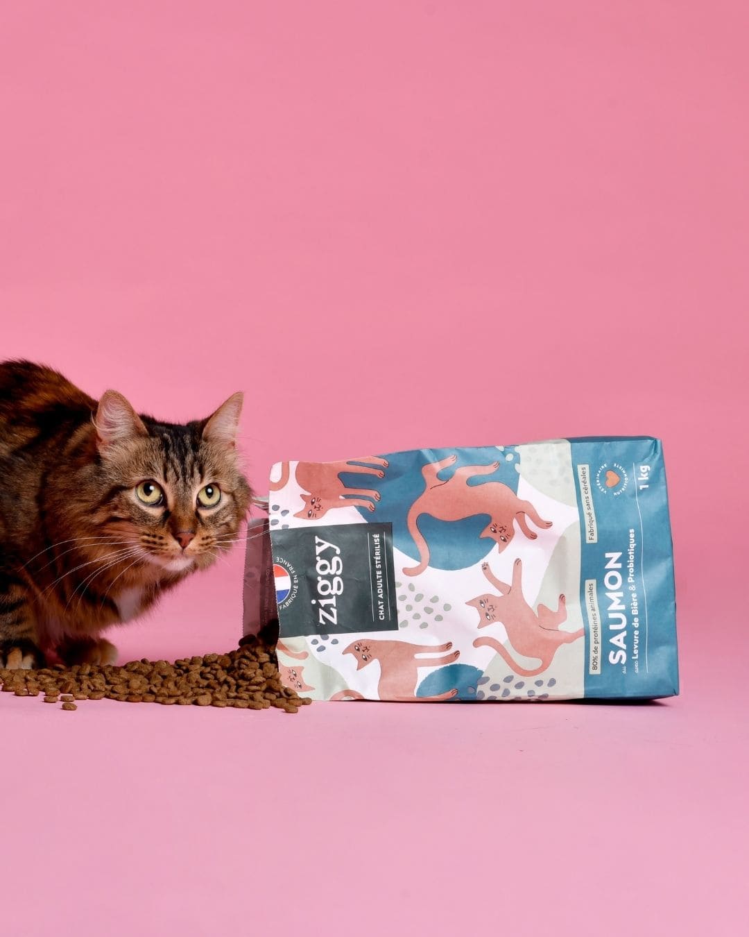 Croquettes Ziggy Maine Coon Poulet sans céréales 2,5kg, chat assis à côté du paquet