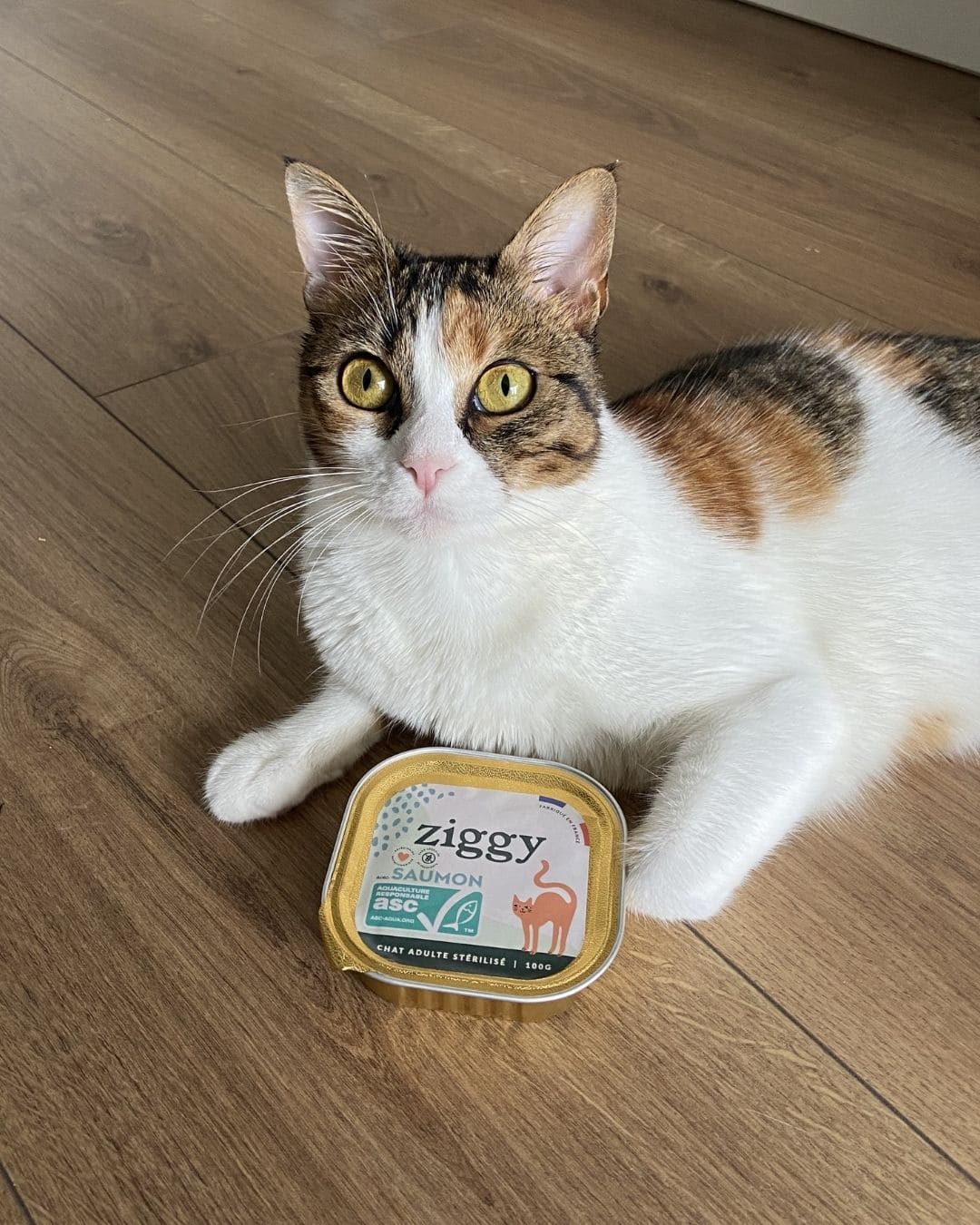 Jouet Le Félin Déchaîné Ziggy, photo produit vue de face
