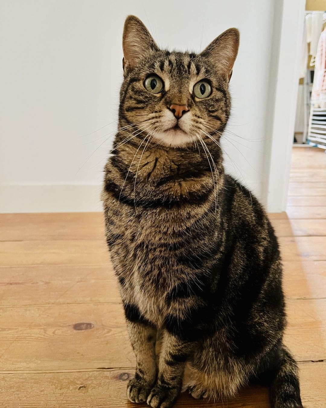 Jouet Le Félin Déchaîné Ziggy, vue de profil