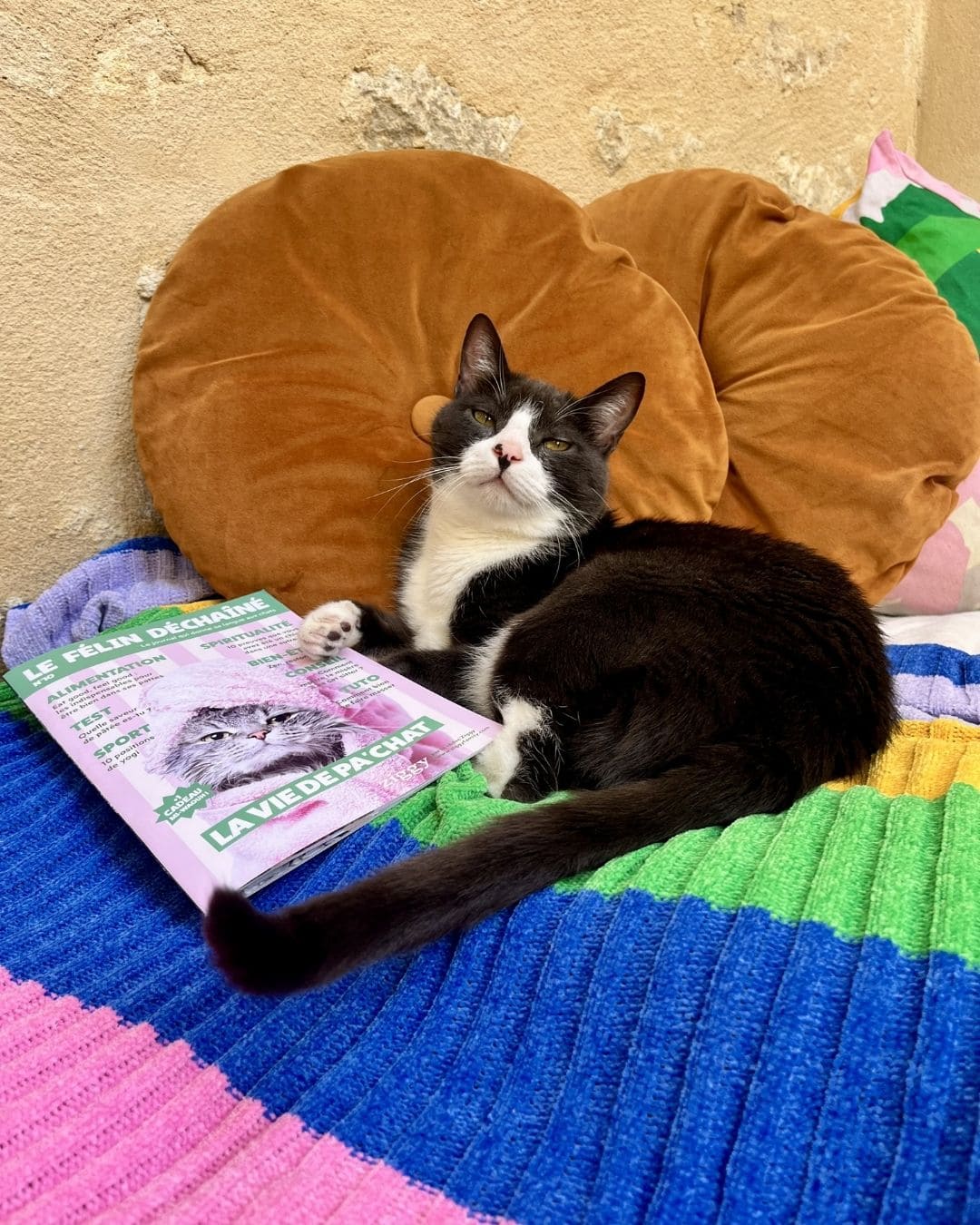 Jouet Le Félin Déchaîné Ziggy, chat curieux près du produit