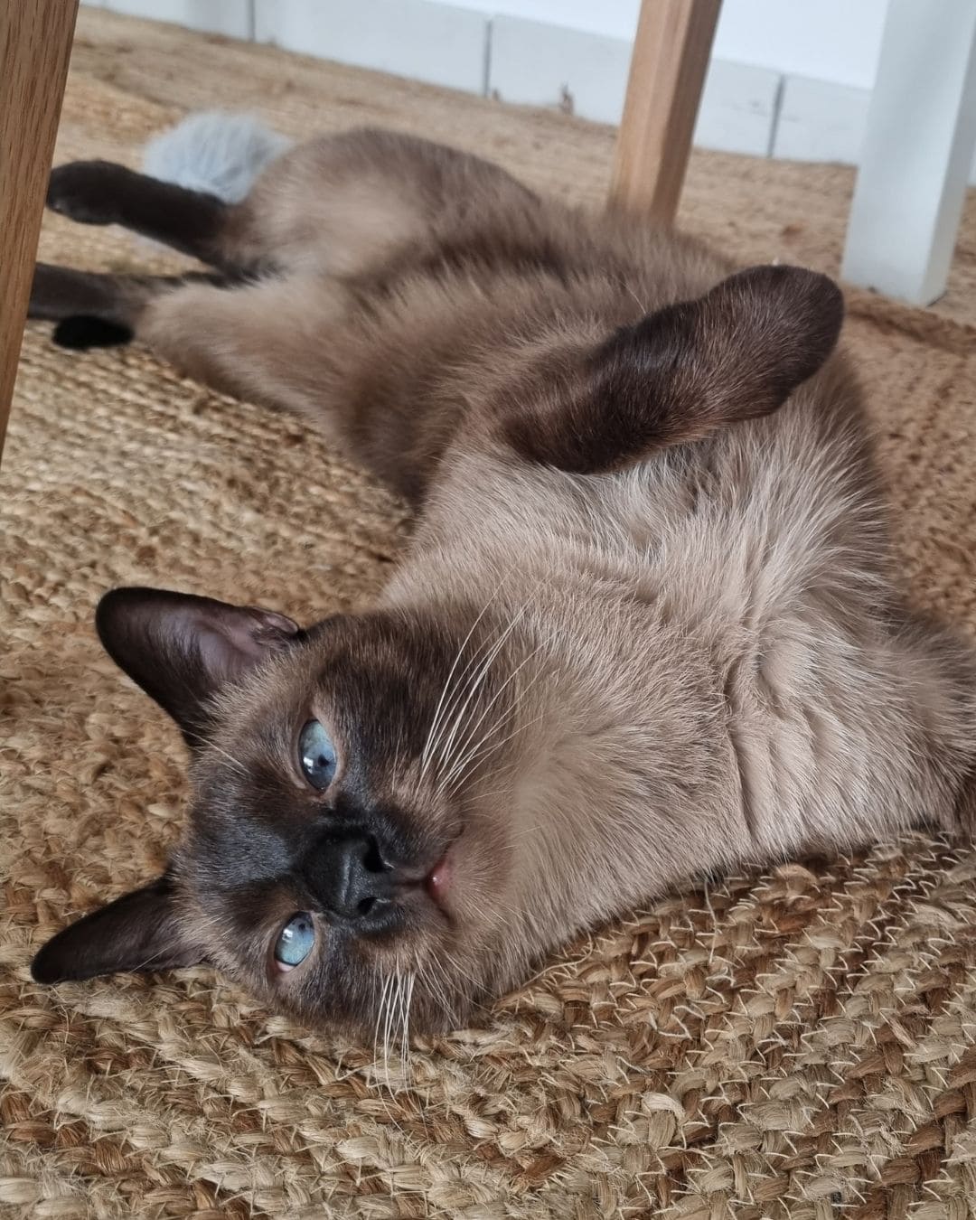 Jouet Le Félin Déchaîné Ziggy, chat en train de jouer