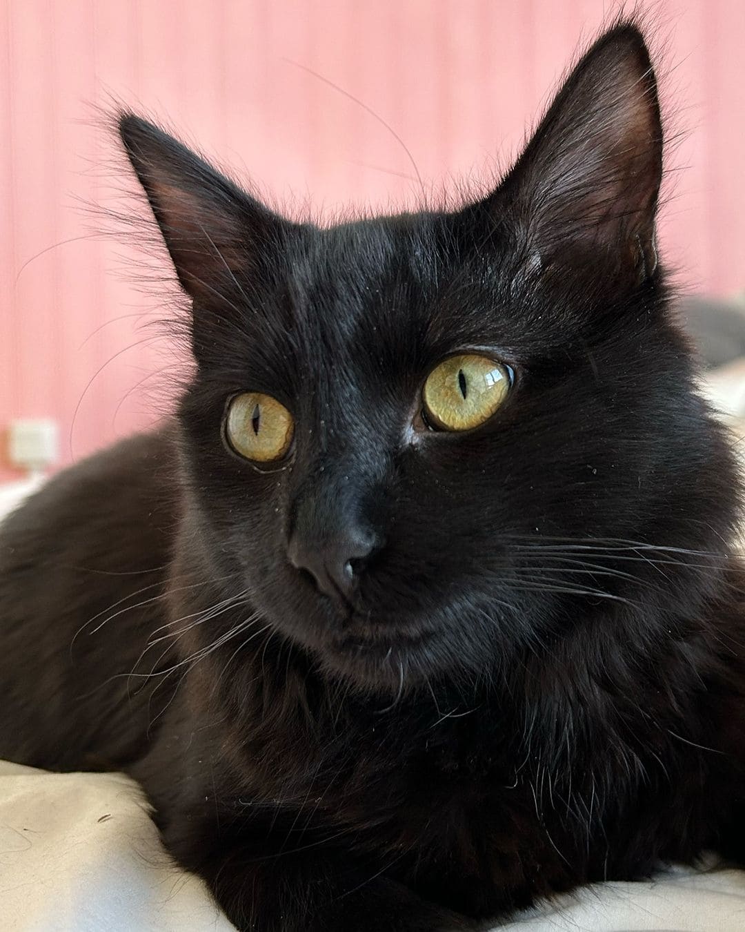 Jouet Le Félin Déchaîné Ziggy, mise en situation avec un chat