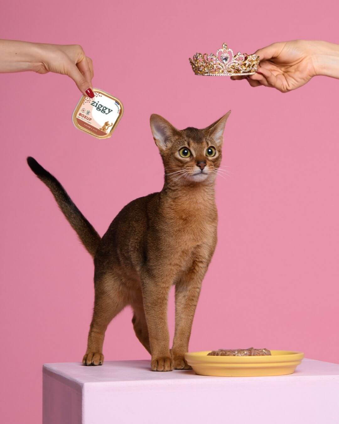 Pâtée Ziggy Chaton Boeuf, mise en situation avec un chaton