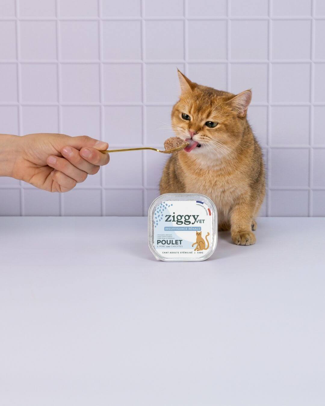 Pâtée Ziggy Rénal Saumon, mise en situation avec un chat
