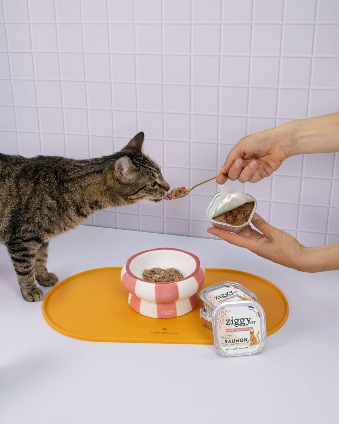 Pâtée Ziggy Rénal, mise en situation avec un chat