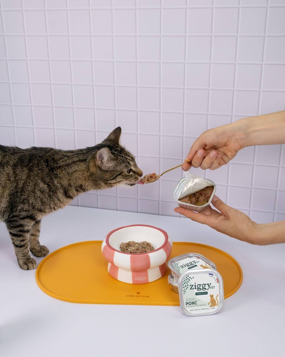 Pâtée Ziggy Urologie, mise en situation avec un chat