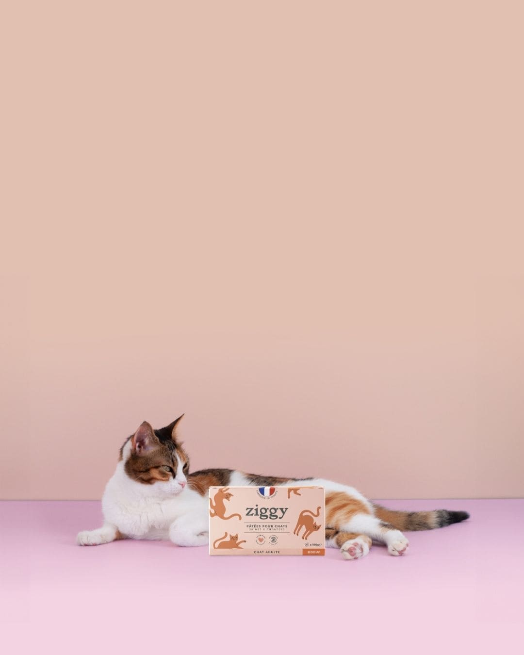 Pâtée Ziggy Entier Boeuf, mise en situation avec un chat