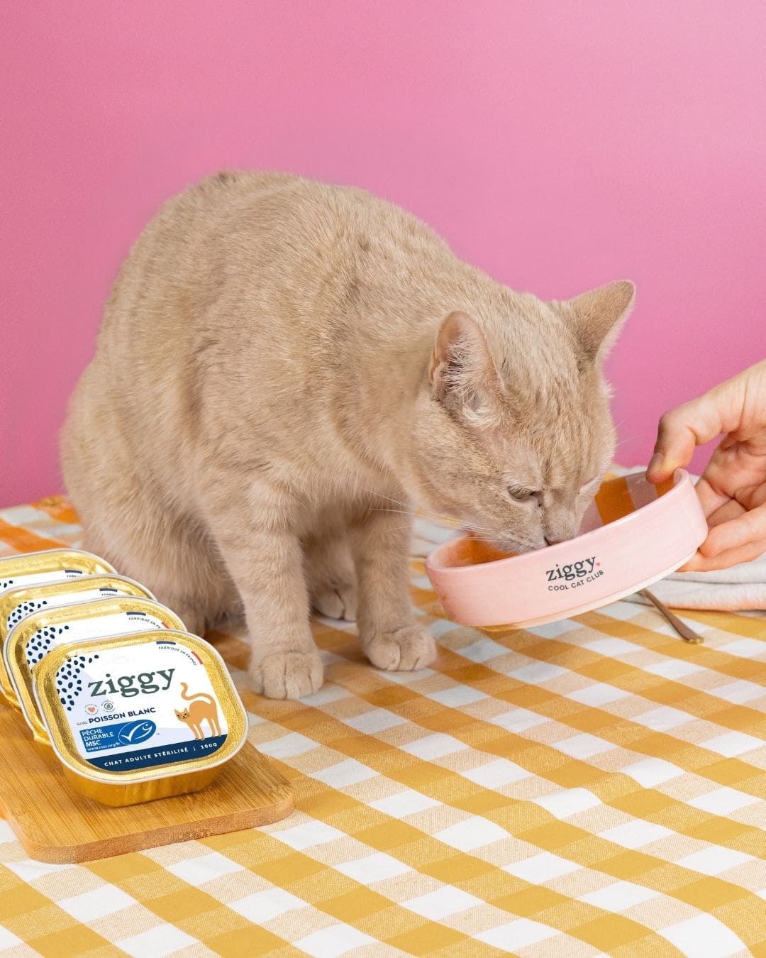 Pâtée Ziggy Stérilisé Poisson Blanc, mise en situation avec un chat