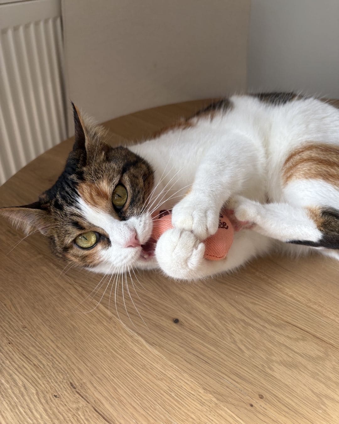 Peluche Ziggy Amour Gloire et Pâtée, mise en situation avec un chat