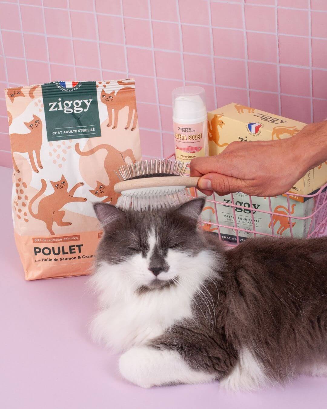 Brosse Ziggy, chat roux assis sur fond rose