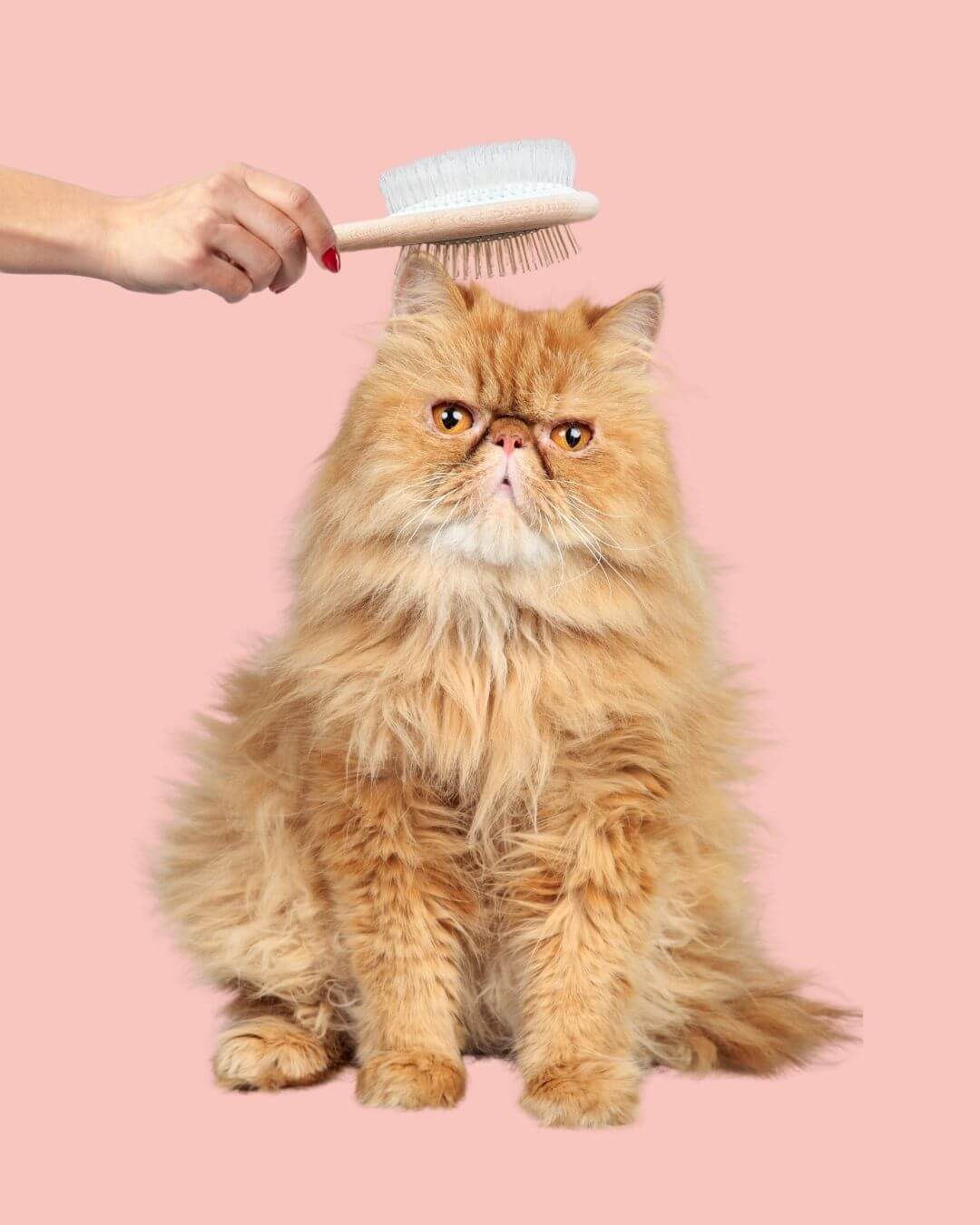 Brosse Ziggy, chat noir assis sur fond rose
