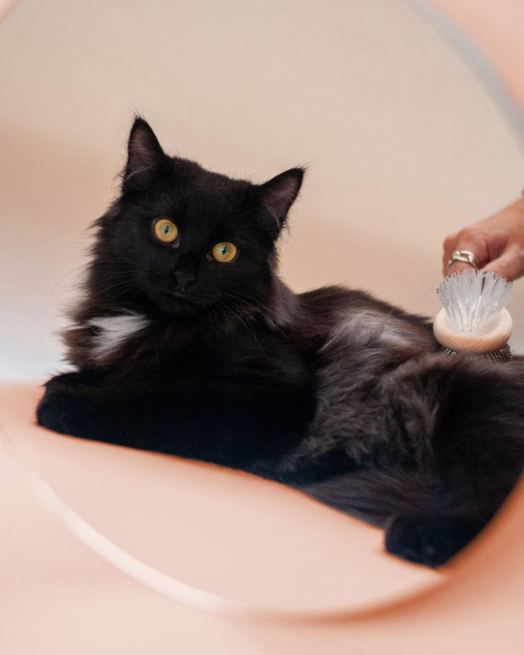 Brosse Ziggy, chat noir assis sur fond rose