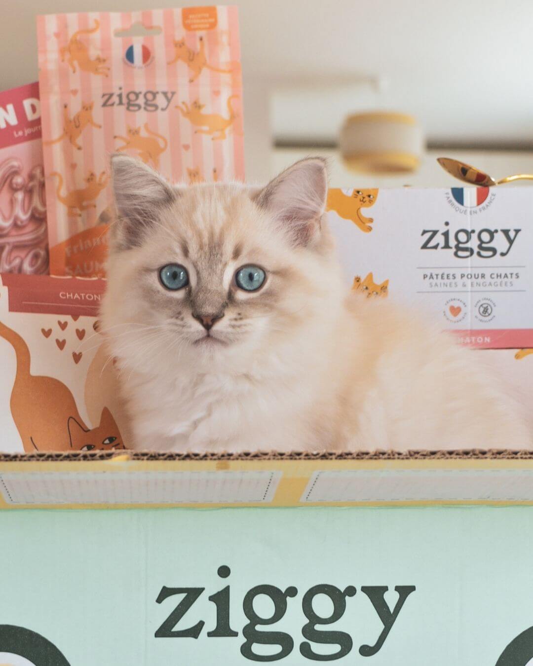 Produit Ziggy pour chaton, chaton blanc assis près de l'emballage vert
