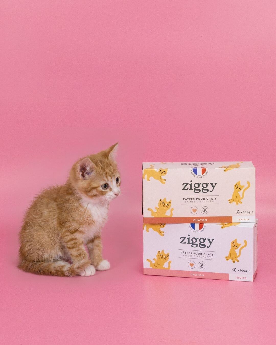 Chaton avec produit Ziggy sur fond rose