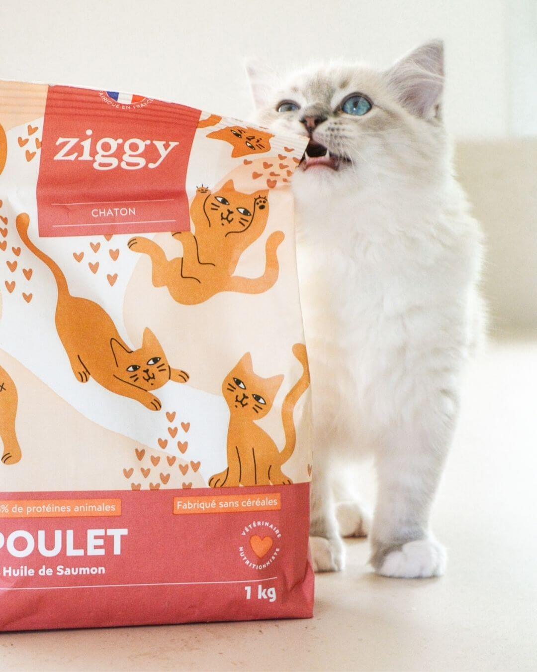 Croquettes Ziggy Chaton Poulet sans céréales, chaton blanc aux yeux bleus en train de mordre l'emballage du sachet de 1 kg