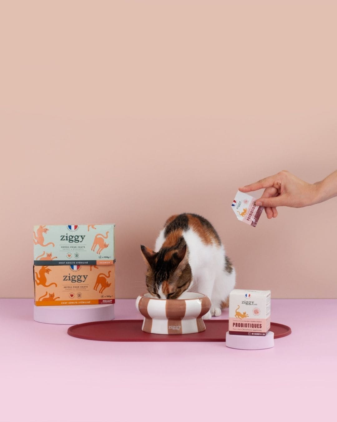 Pâtée Ziggy pour chat adulte, chat près du produit sur fond rose