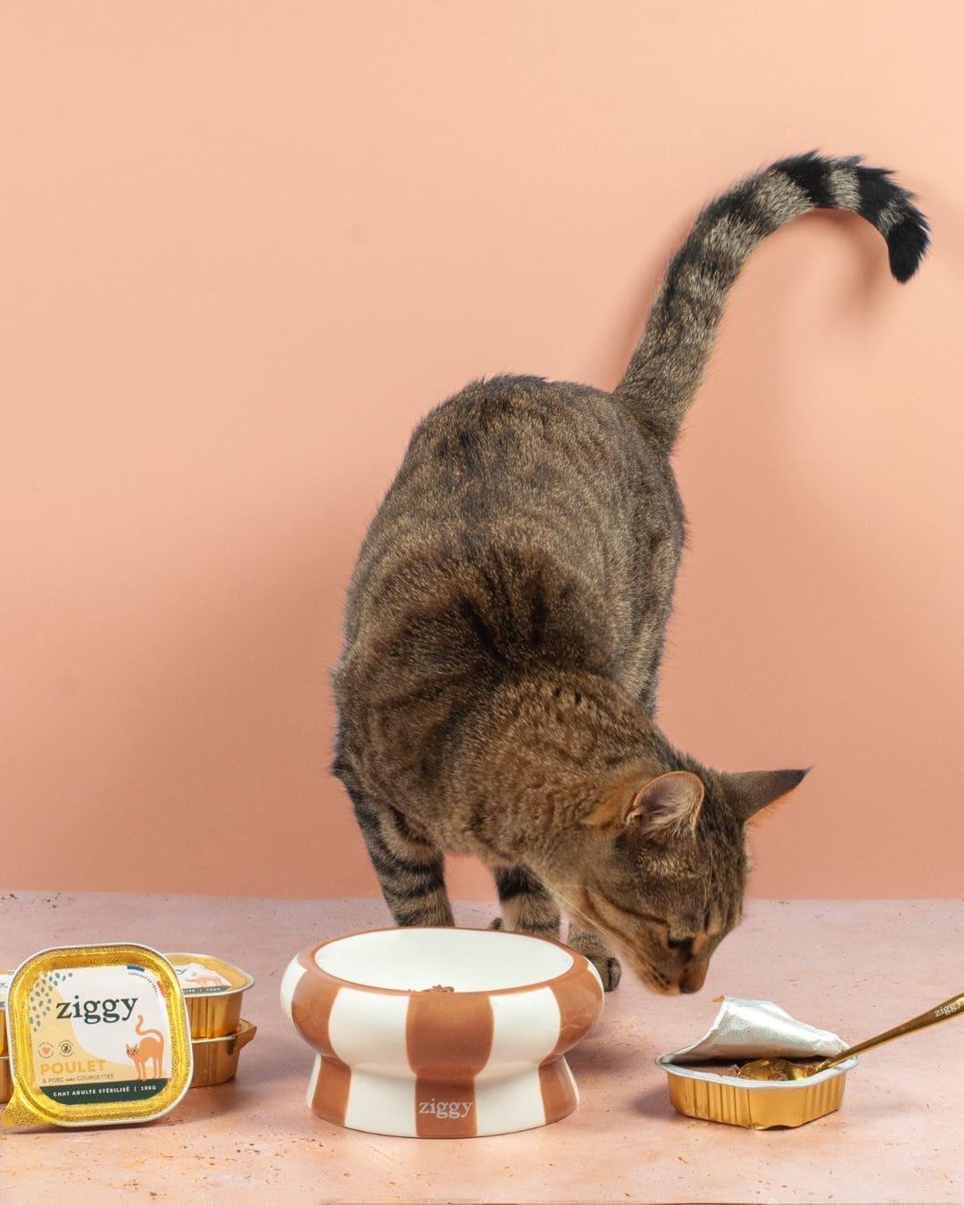 Pâtée Ziggy pour chat adulte, chat à côté du produit sur fond pêche