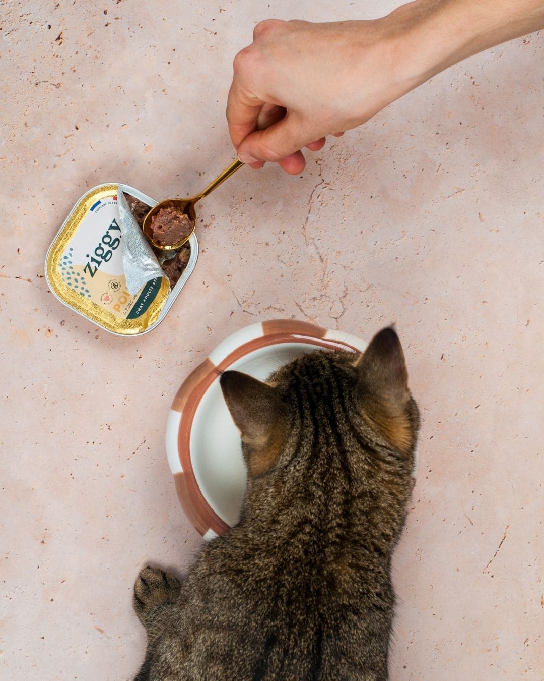 Pâtée Ziggy pour chat adulte, main donnant à manger au chat