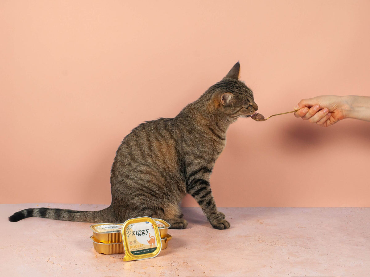 Coffret Ziggy, chat assis à côté du produit sur fond pêche
