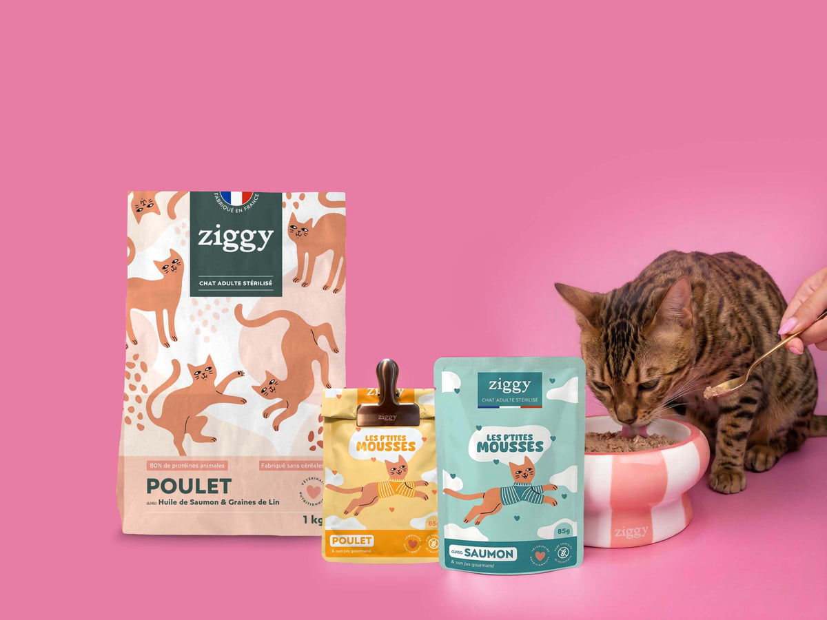 Chat tigré à côté du sac de croquettes et des sachets de mousse du Coffret Mousses Ziggy