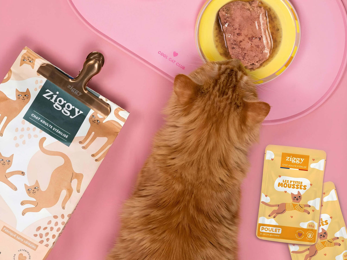 Chat mangeant dans une gamelle, vu du dessus, avec le sac de croquettes et les sachets de mousse du Coffret Mousses Ziggy