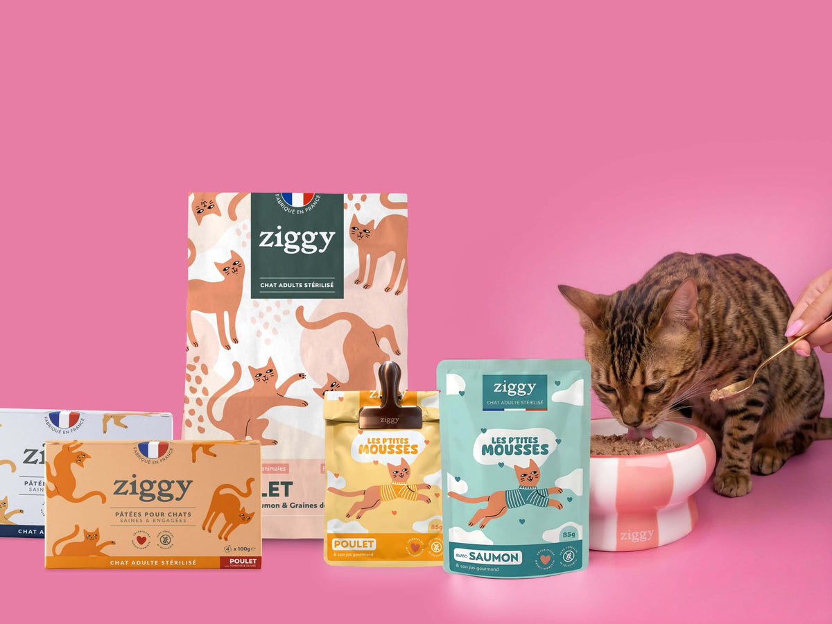Chat tigré à côté des sachets de mousse et des barquettes de pâtée du Coffret Ronrons Party Ziggy