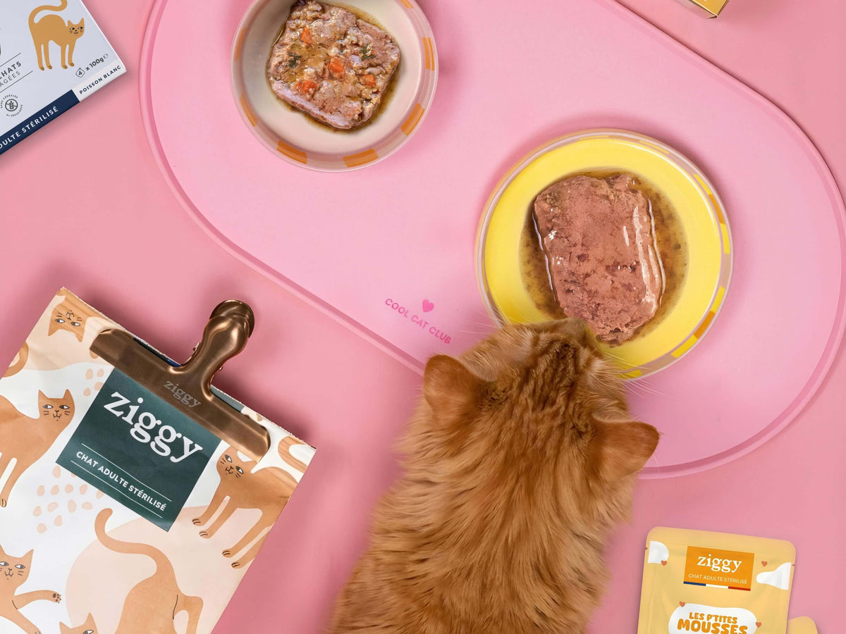 Chat mangeant dans une gamelle rose, vu du dessus, avec les mousses et pâtées du Coffret Ronrons Party Ziggy
