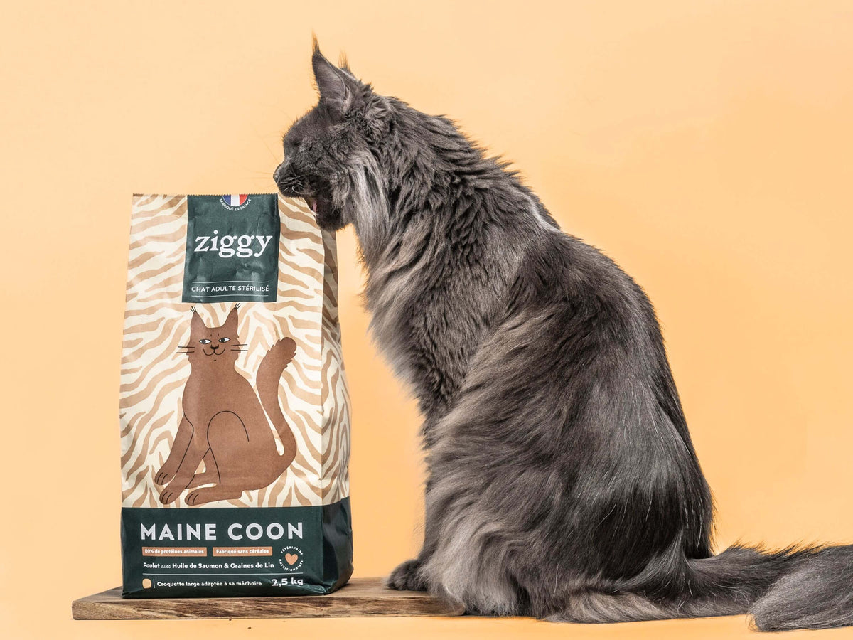 Croquettes Ziggy Maine Coon Poulet sans céréales 2,5kg, chat assis à côté du paquet
