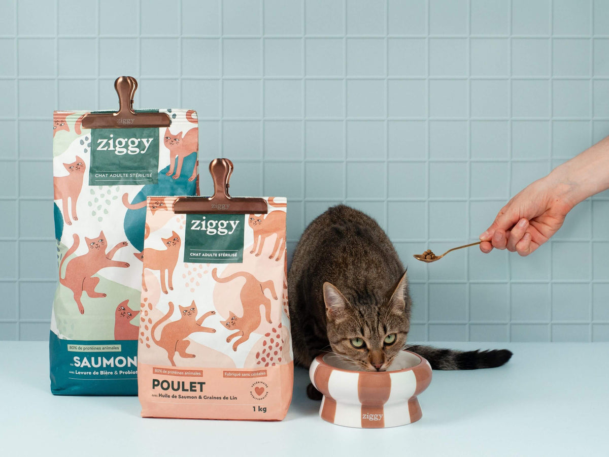 Croquettes Ziggy Stérilisé Saumon sans céréales, photo produit avec chat