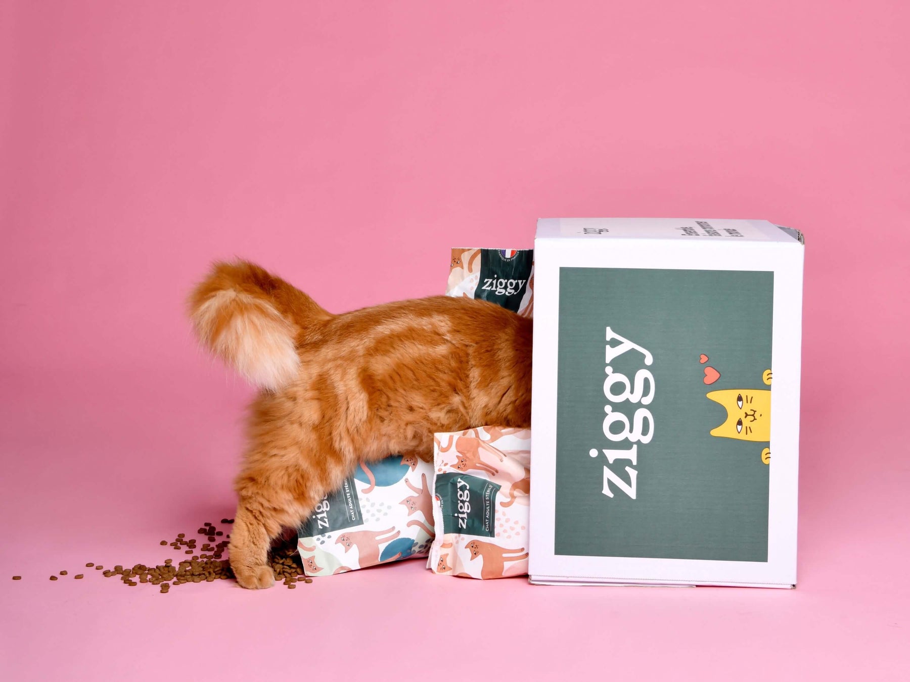 Croquettes Ziggy Stérilisé Poulet et Saumon sans céréales, chat près du produit sur fond rose