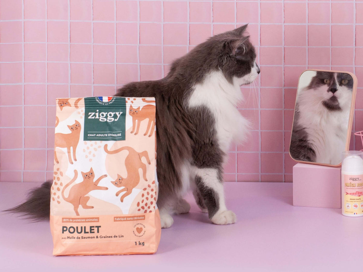 Croquettes Ziggy Stérilisé Poulet sans céréales, deux chats à côté du paquet