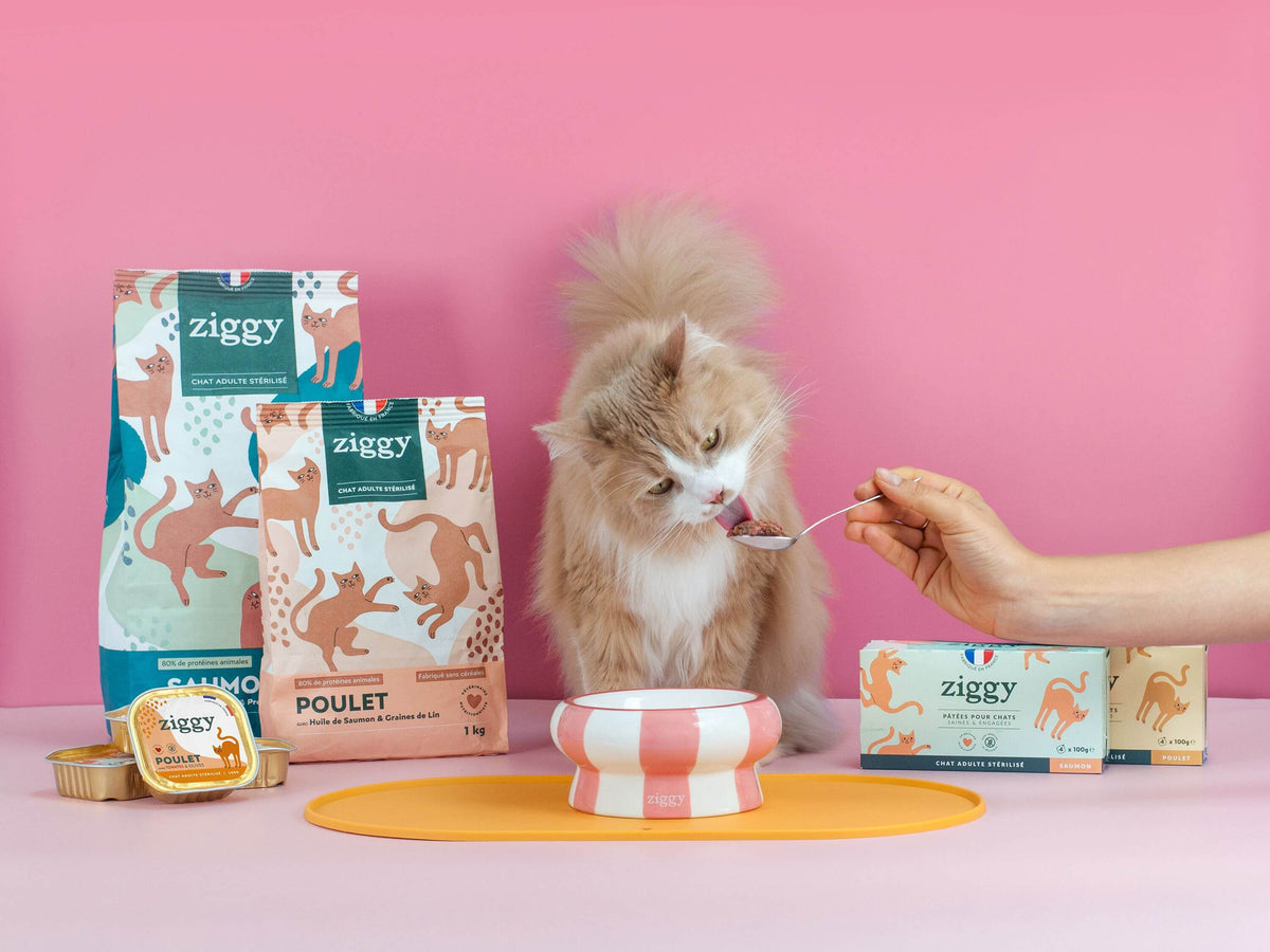 Gamelle Ziggy, second visuel produit