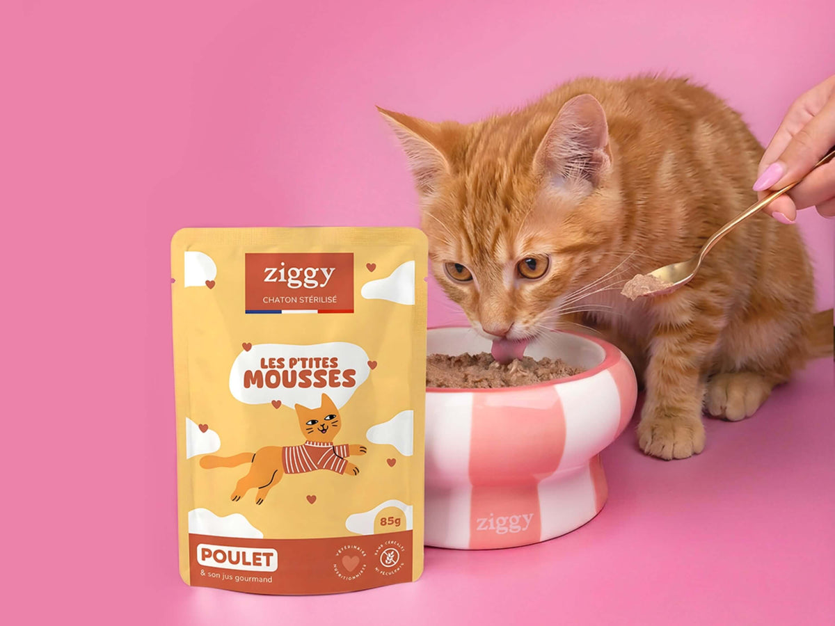 Chaton roux se régalant d’une mousse Ziggy pour chaton stérilisé sans céréales au poulet, sachet à côté de la gamelle