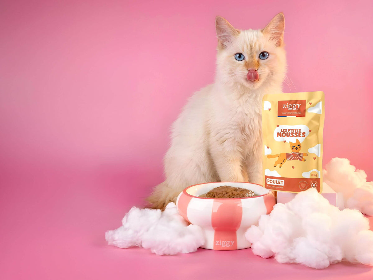 Chaton au pelage crème assis derrière un sachet de mousse Ziggy pour chaton stérilisé au poulet et sa gamelle