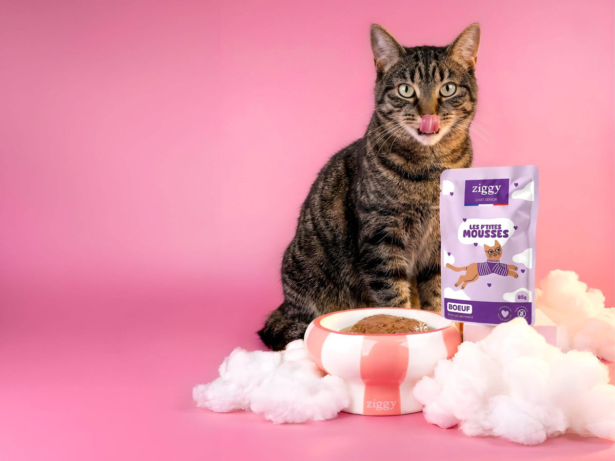 Chat tigré posant à côté d’un sachet de mousse Ziggy pour chat senior sans céréales au bœuf et d’une gamelle
