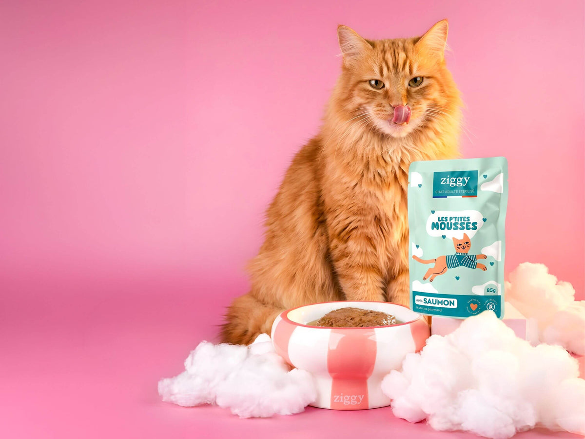 Chat roux posant avec un sachet de mousse Ziggy pour chat stérilisé au saumon et sa gamelle