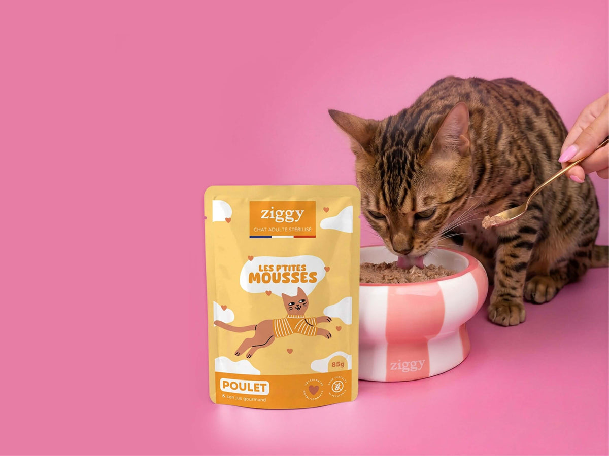 Chat tigré se régalant d’une mousse Ziggy pour chat stérilisé au poulet, à côté de son sachet