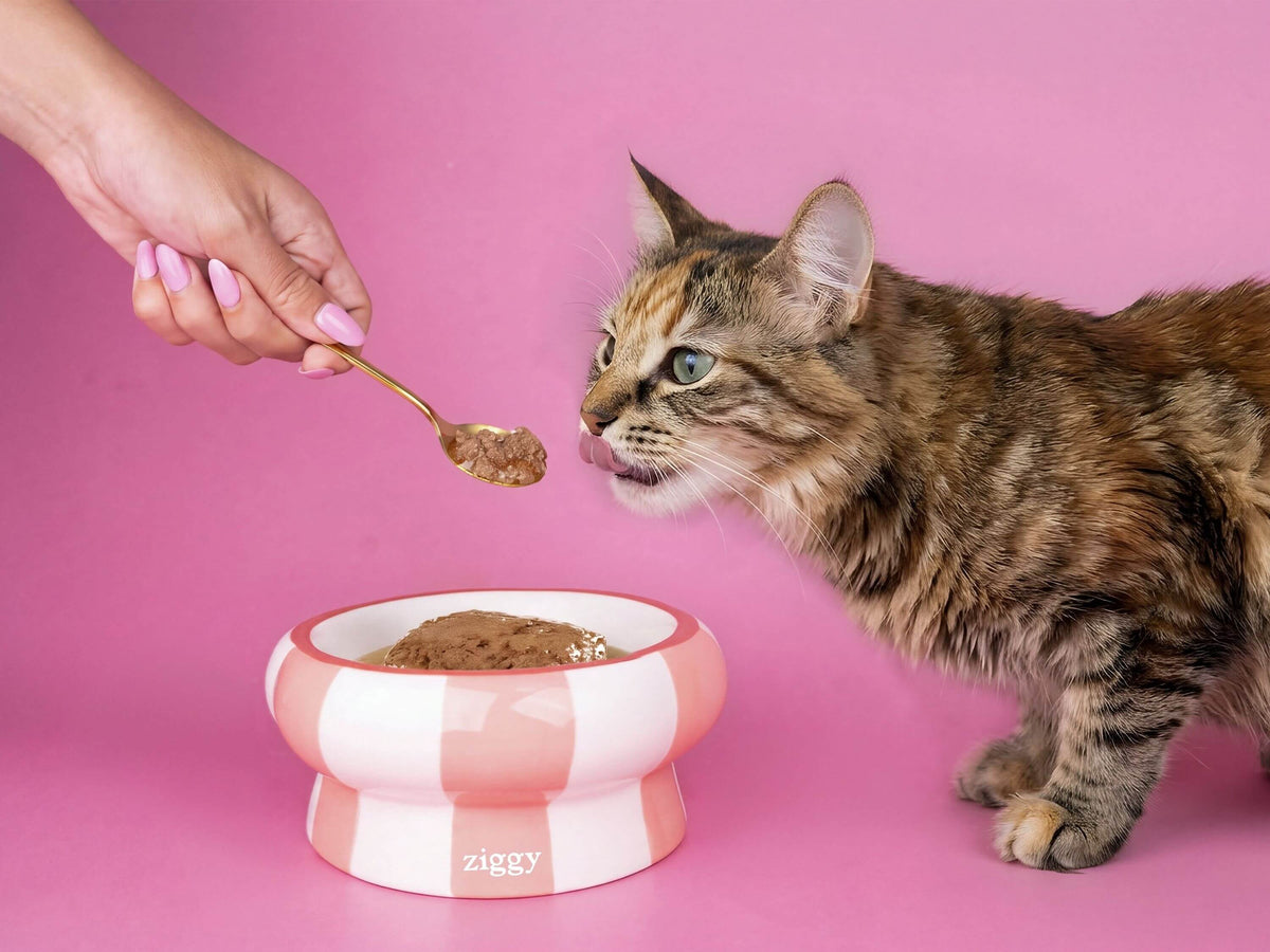 Chat tigré tendant le museau vers une cuillère de mousse Ziggy pour chat stérilisé au poulet, au-dessus d’une gamelle