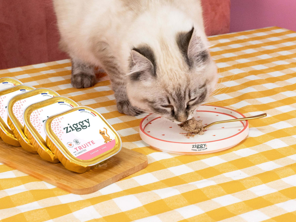 Pâtée Ziggy Chaton Truite, visuel produit détouré