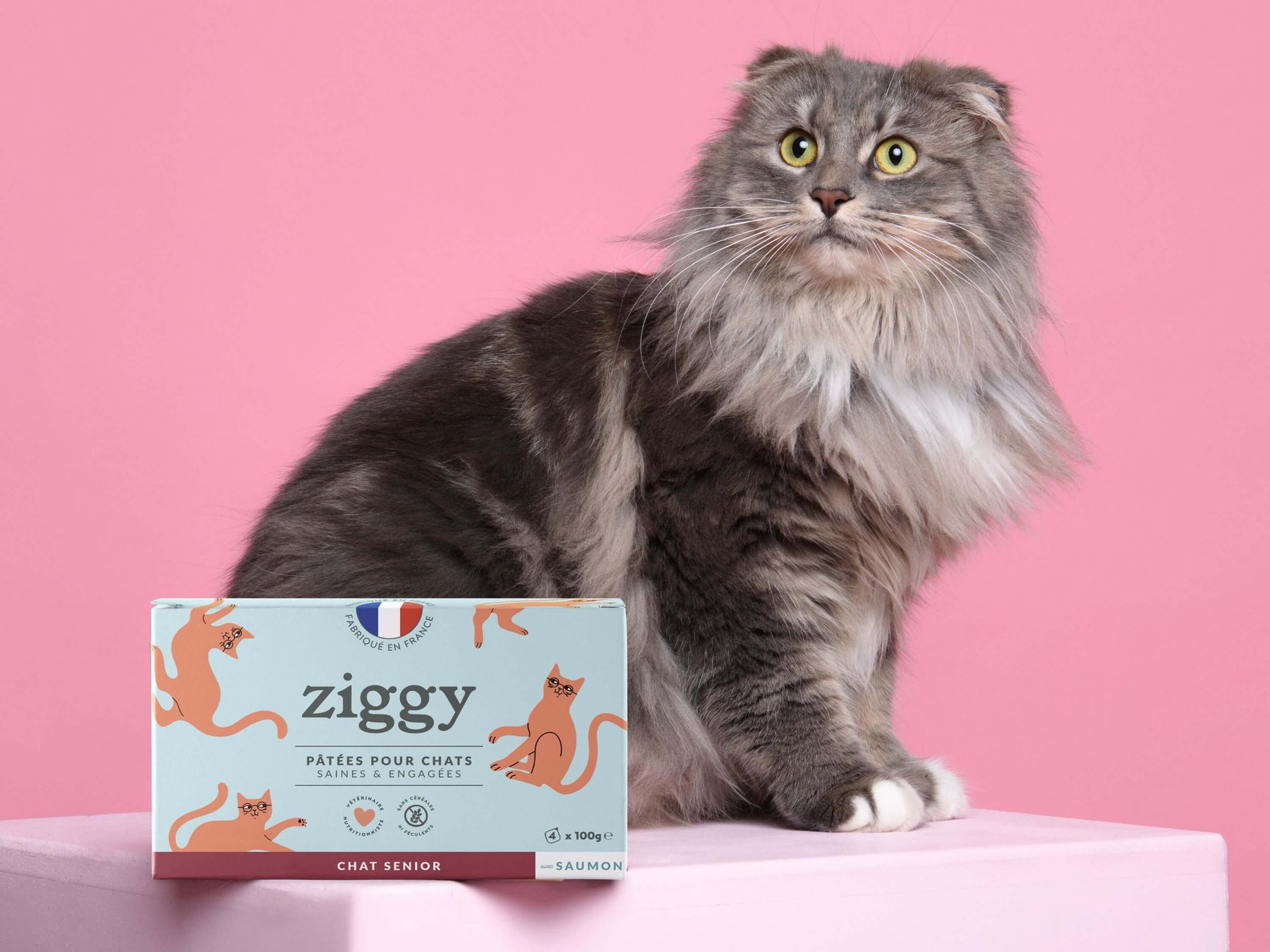 Pâtée Ziggy Senior Saumon, mise en situation avec un chat