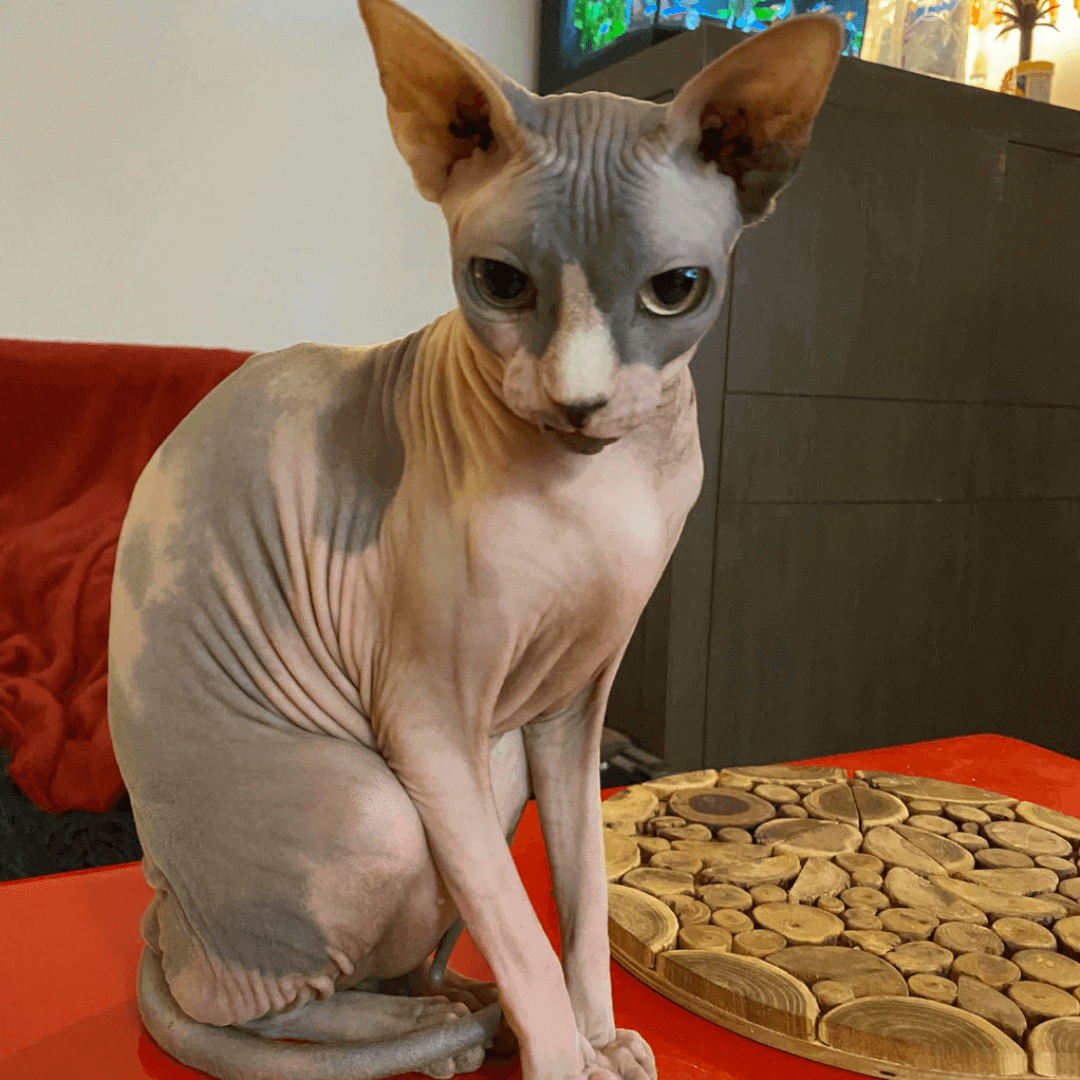 chat sphynx assis sur une table