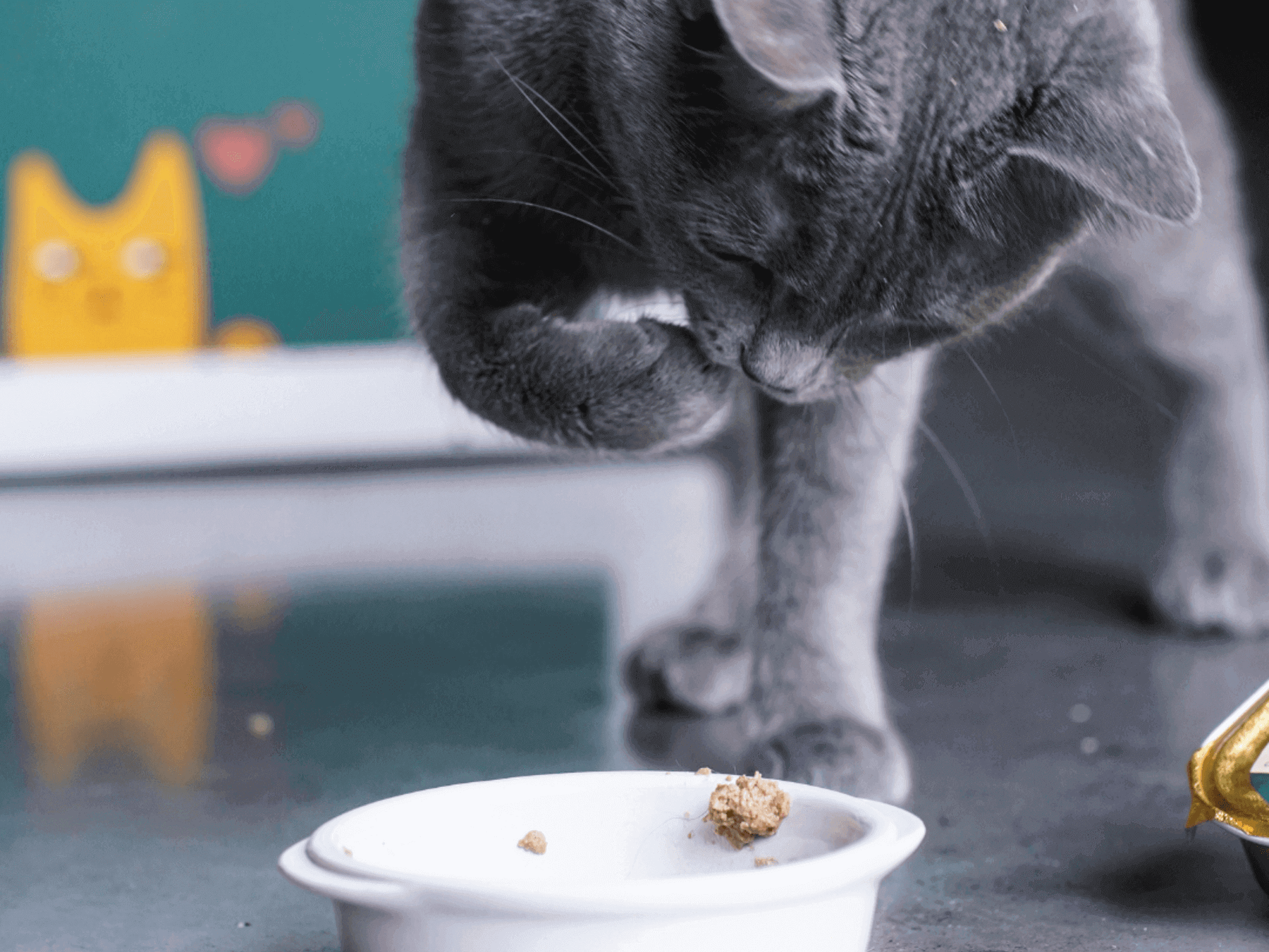 Chat adulte stérilisé gris qui attrape un morceau de pâtée Ziggy et qui le mange